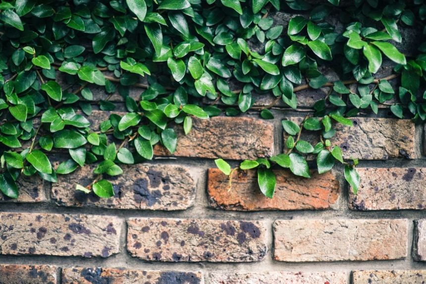 5 plantas ideais para o muro da sua casa: vão dar uma cara linda para sua entrada! (Fonte: Canva)