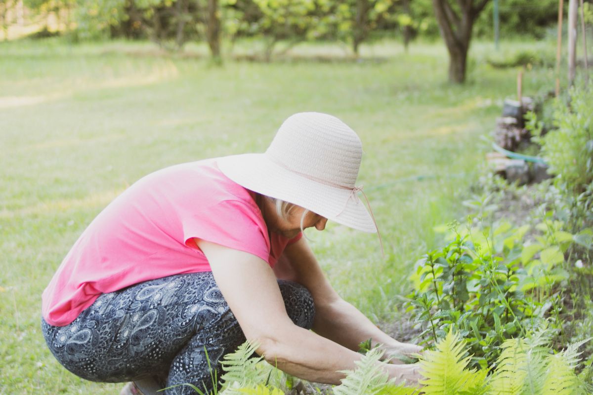 4 erros que todo jardineiro iniciante comete: veja como evitar, não seja mais um! (Fonte: Canva)