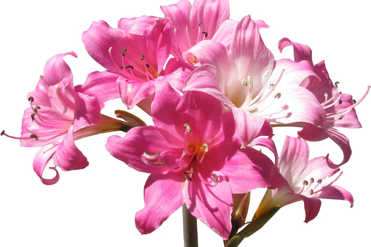 Presentear com flores lindas no dia dos namorados! Esqueça as rosas vermelhas - Foto: Canva