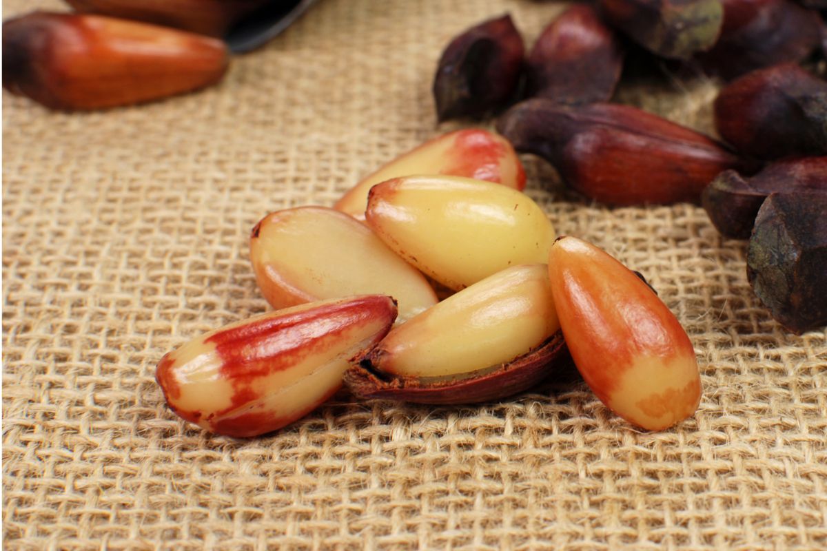 Paçoca de pinhão! É aquela pedida para a estação, temperadinha e vegetariana - Foto: Canva