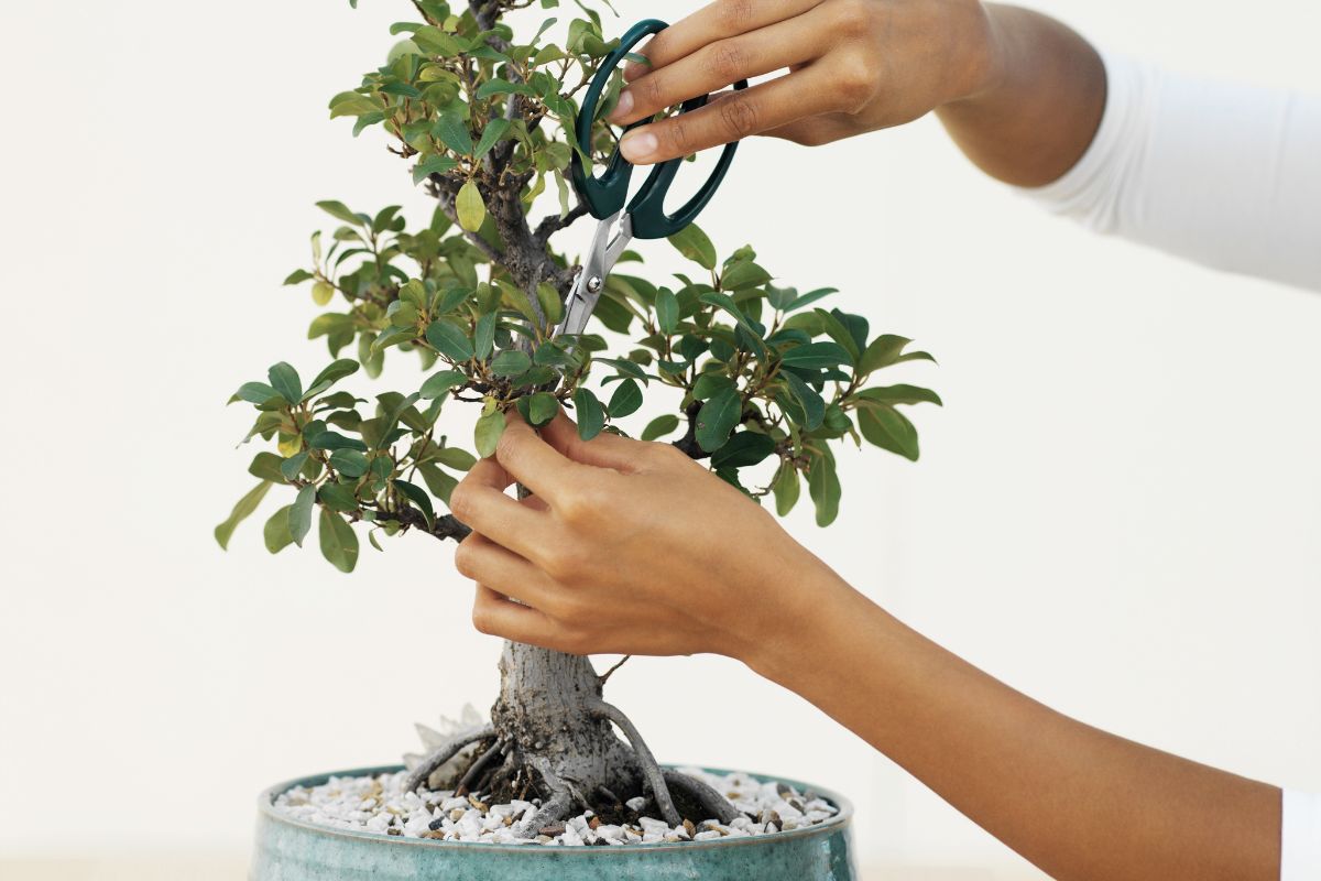 Como cuidar de bonsai: dicas para iniciantes, essas são as melhores que você verá! - Foto: canva