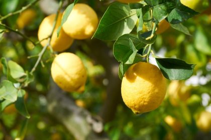 Muda de limão: técnica para fazer mudas e cultivar novamente no quintal. Imagem: Canva