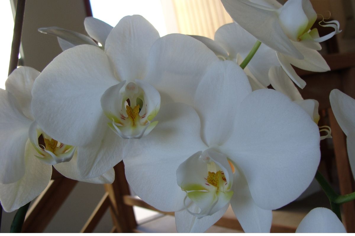 Orquídea em cachepot! Plante ela assim em seu jardim Fonte: Canva