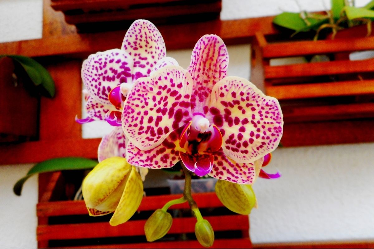 Orquídea em cachepot! Plante ela assim em seu jardim Fonte: Canva