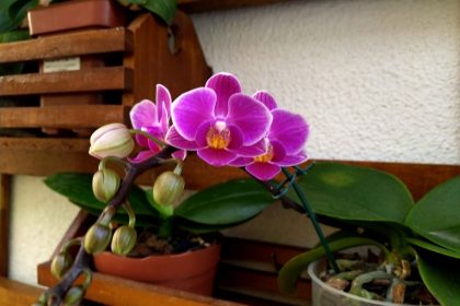 Orquídea roxa em cachepot