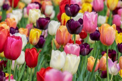 Segredo revelado! Veja a maneira correta de cuidar das tulipas - Foto: canva