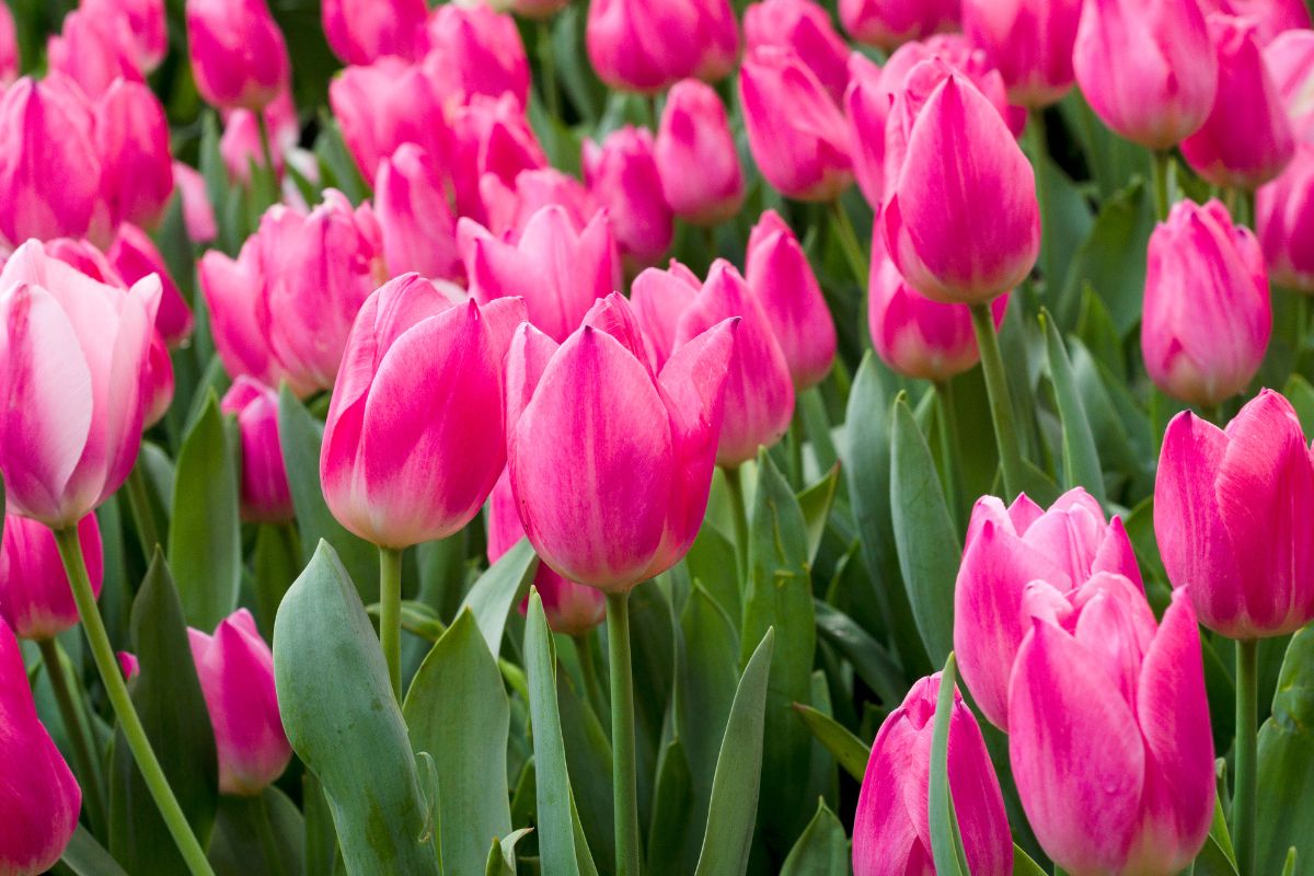 Segredo revelado! Veja a maneira correta de cuidar das tulipas - Foto: canva