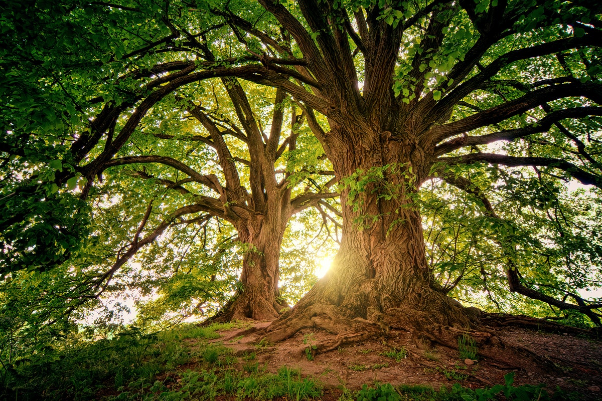 Conheça árvores mais PERIGOSAS do mundo que você nunca deve tocar Imagem: Pexels
