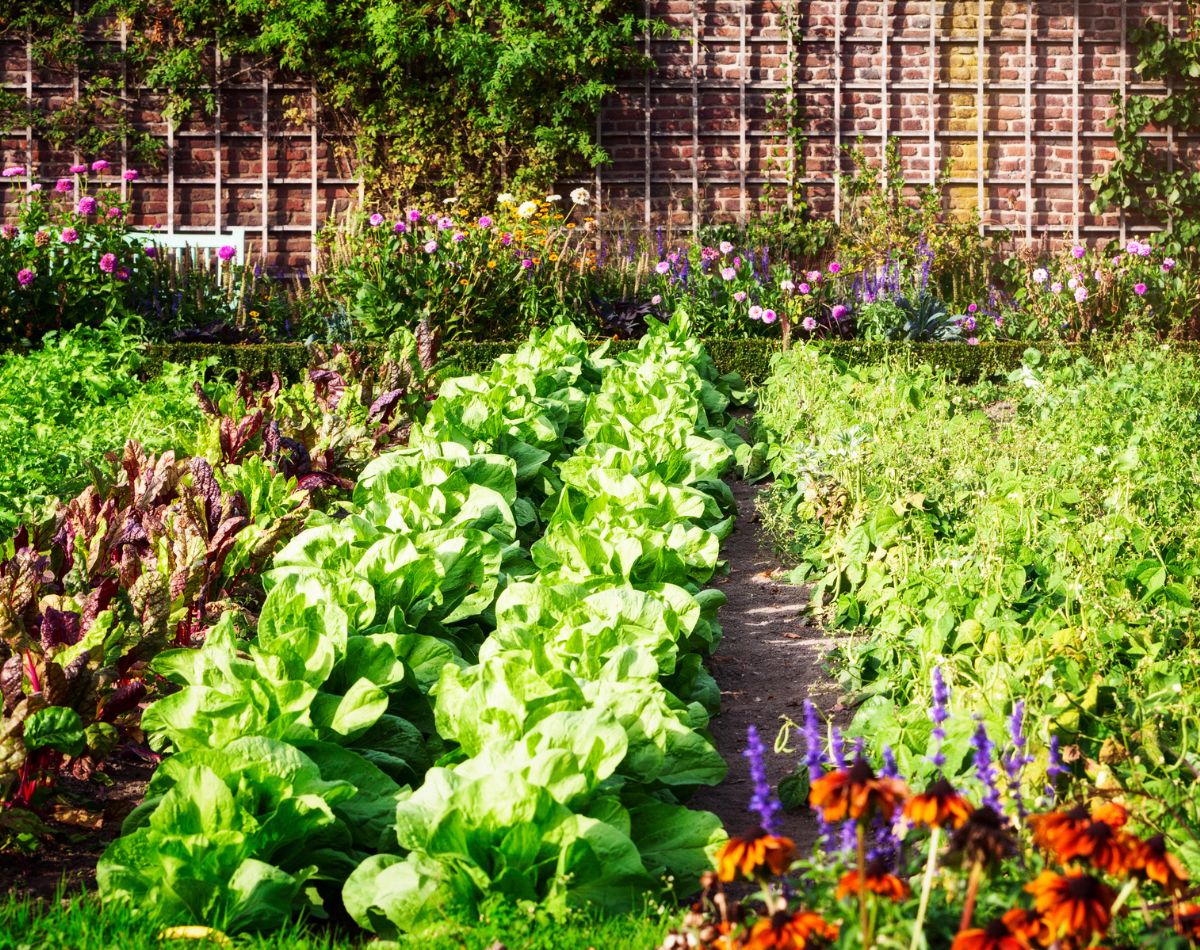 Adubo bomba - flores - legumes - paisagismo
