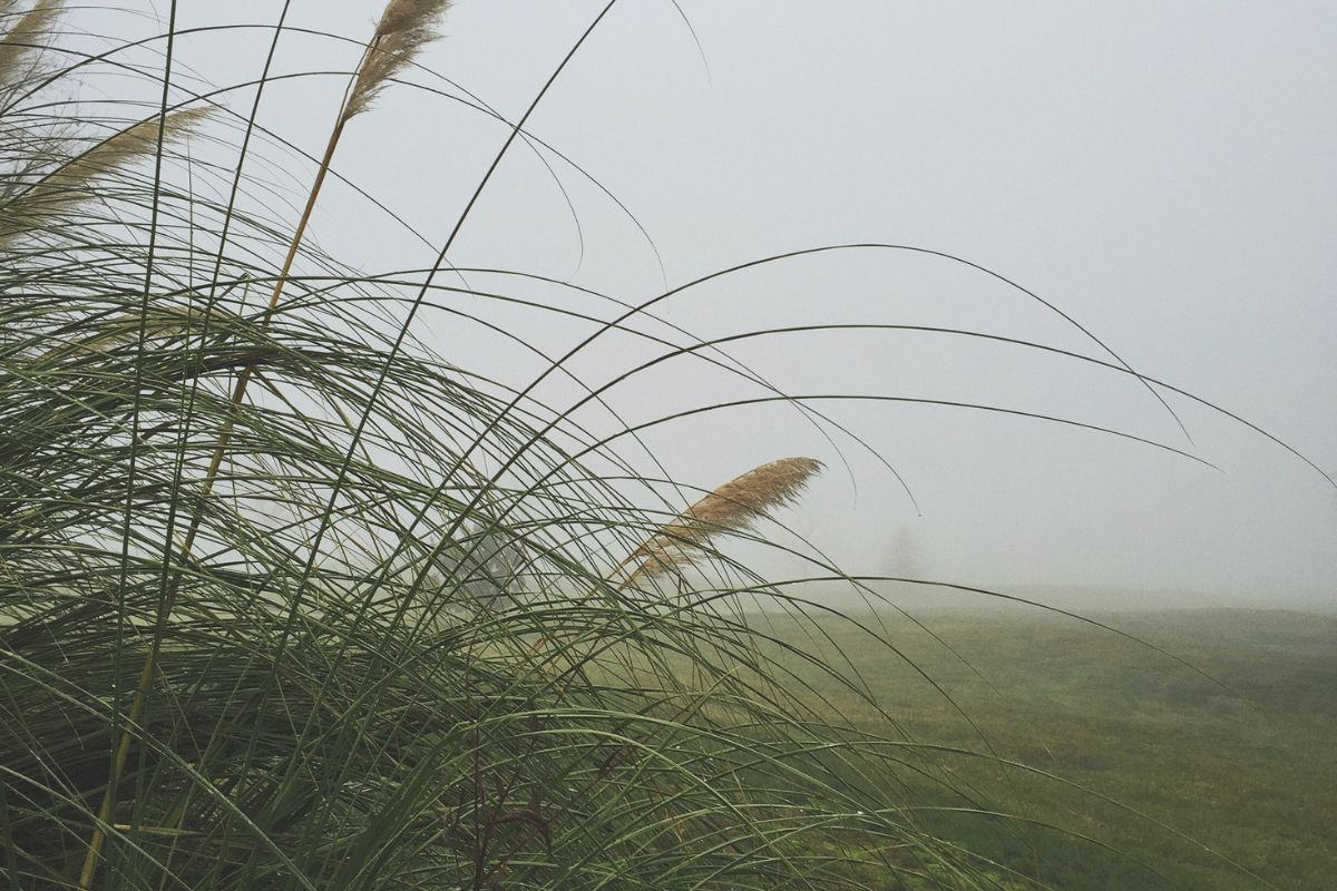 Capim do Texas: saiba como essa planta pode ser aliada no paisagismo e se surpreenda. Foto: Pixabay
