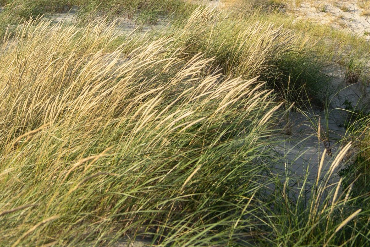 Capim do Texas: saiba como essa planta pode ser aliada no paisagismo e se surpreenda. Foto: Freepik