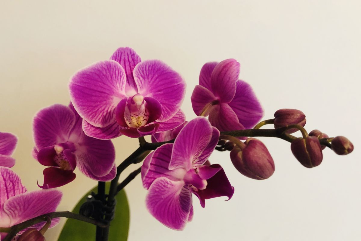 Paisagismo e flores: saiba como recuperar orquídeas com folhas murchas; dessa você não sabia. Foto: Canva