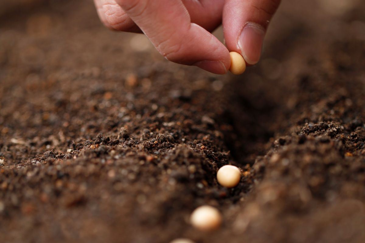 Guaimbê: veja como essa planta sem flores pode valorizar o paisagismo de sua casa. Foto: Canva