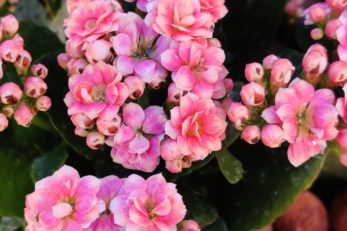 Flor-da-fortuna: veja como valorizar paisagismo da sua casa; flores são grandes aliadas. Foto: Canva