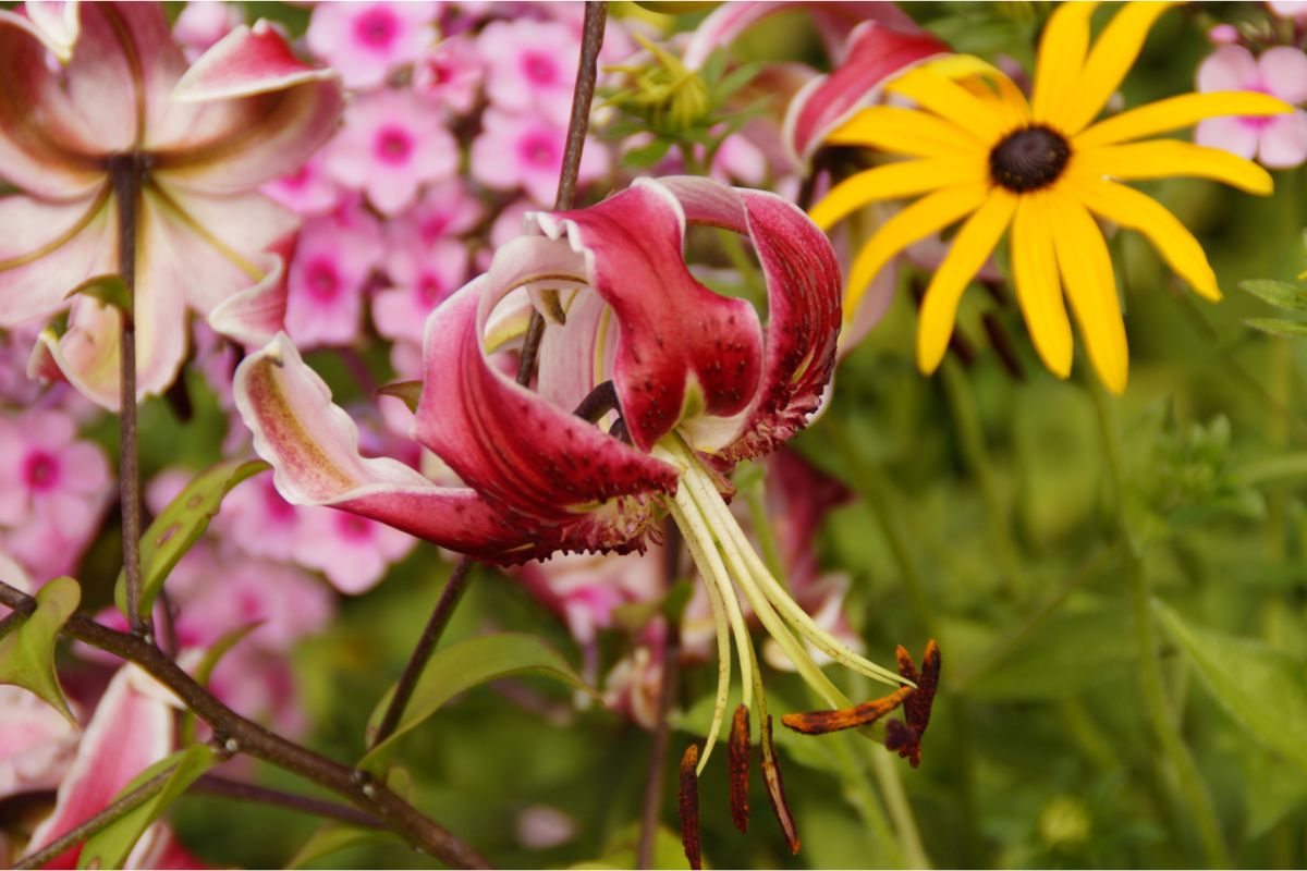 Agapanto: como usar essas flores para valorizar o paisagismo em casa? Você vai se surpreender com o resultado. Foto: Canva