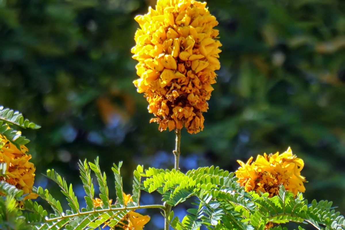 Paisagismo: saiba como ter uma sibipiruna em casa e se surpreenda com as flores. Foto: Canva