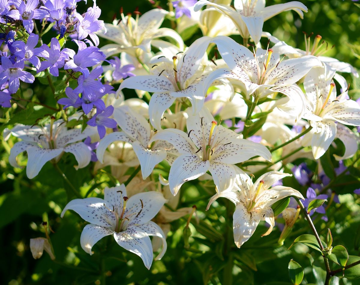 Flordelis saiba como cultivar no vaso