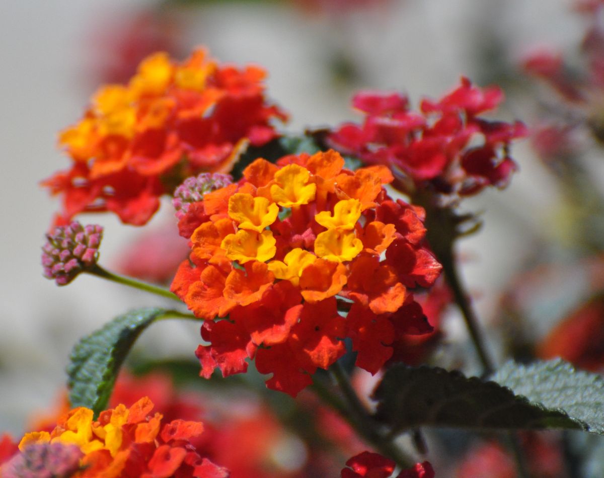 Lantana