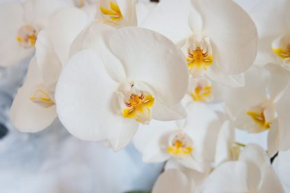 Saiba como cultivar orquídeas para enfeitar o seu jardim - Foto Canva