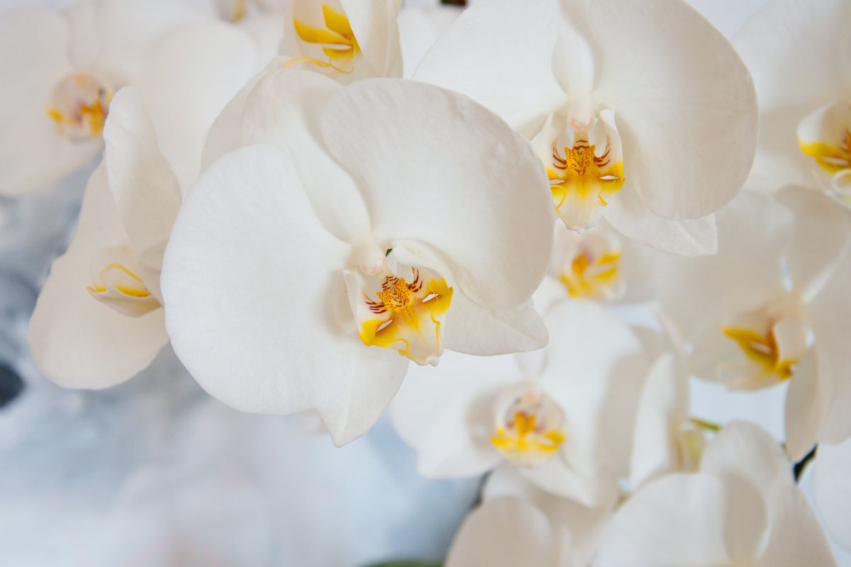 Saiba como cultivar orquídeas para enfeitar o seu jardim - Foto Canva