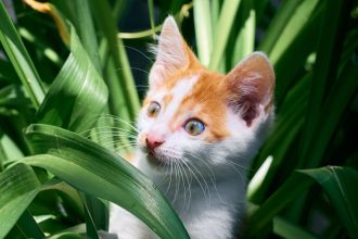 Planta que gatos amam: paisagismo perfeito, combina com flores e mais / Reprodução do Canva.