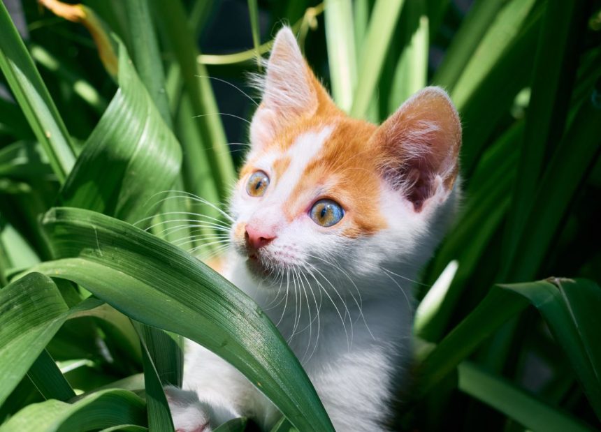 Planta que gatos amam: paisagismo perfeito, combina com flores e mais / Reprodução do Canva.