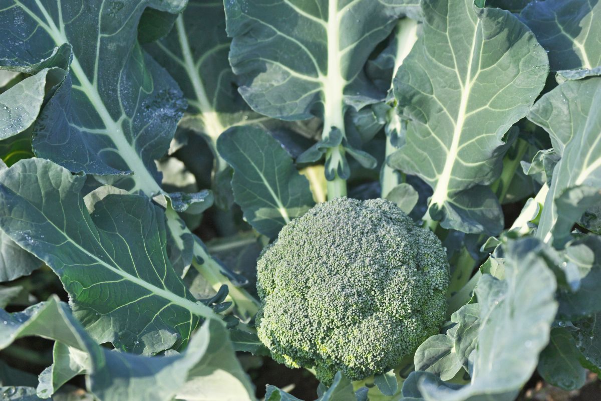 Brócolis possui muitos benefícios para saúde e ainda tem flores lindas - Foto Canva