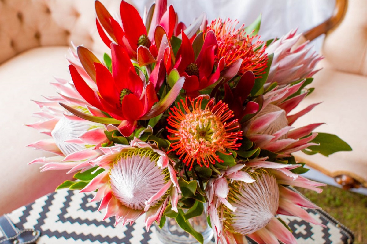 Flores exóticas: protea - Imagem do Canva