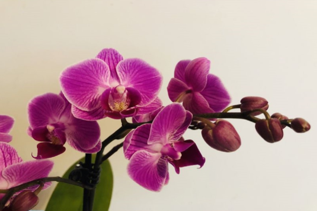 Flores românticas: orquídeas - Imagem do Canva