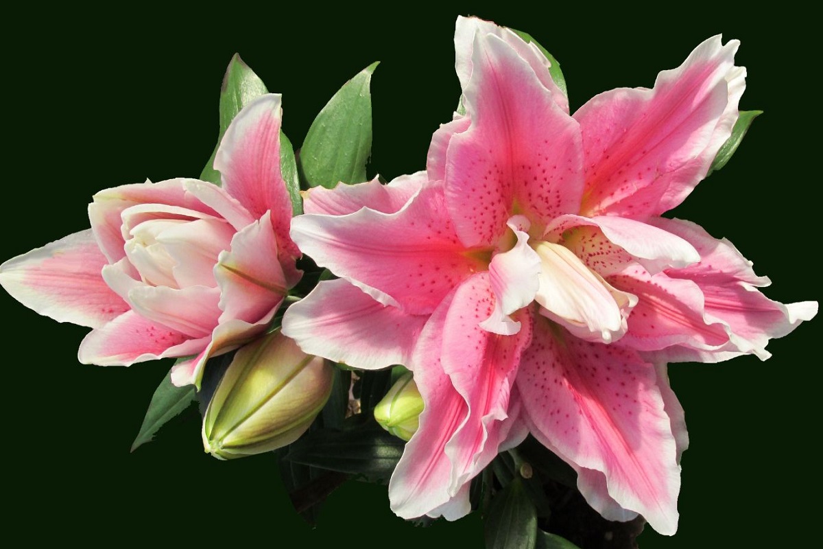 Flores romântica: lírio rosa - Imagem do Canva