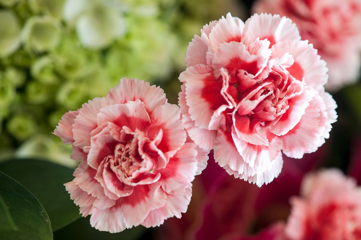 Flores românticas: cravo - Imagem do Canva