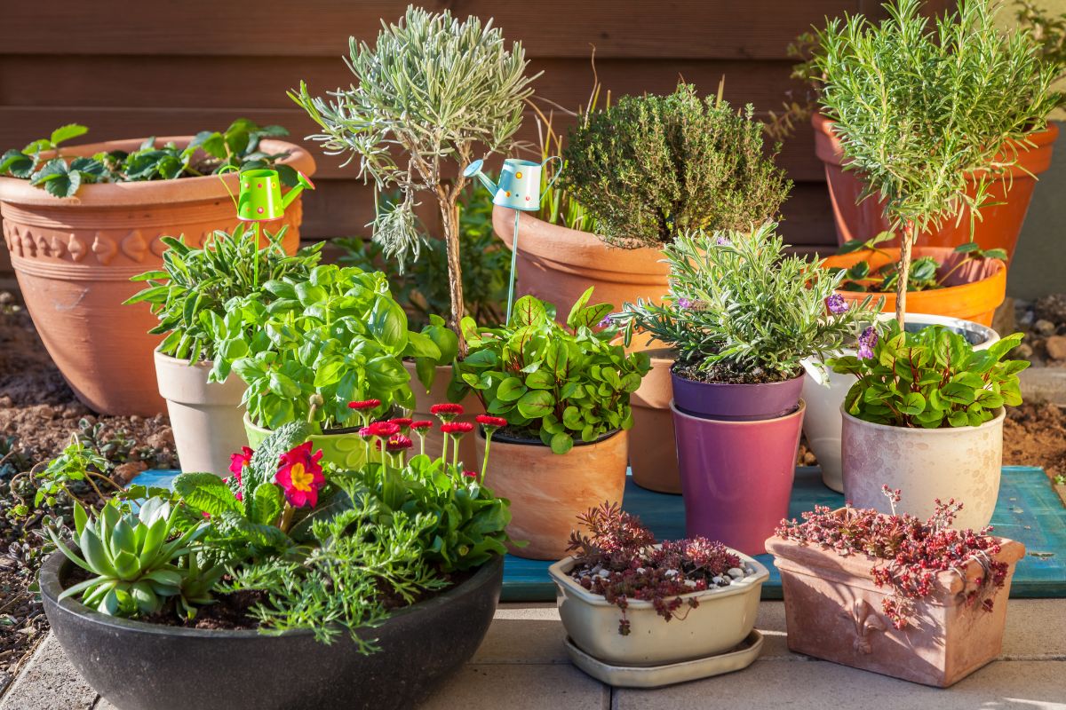 Vasos de flores: saiba como organizar da melhor forma e valorizar o paisagismo. Foto: Canva