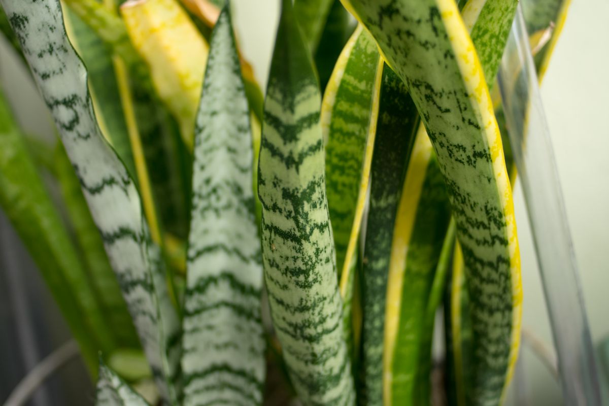 Espada de São Jorge: se surpreenda com as dicas sobre essa planta sem flores para o paisagismo. Foto: Canva