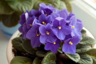 Violeta pode ser peça-chave na decoração; saiba como essa flor pode ajudar no paisagismo em casa. Foto: Canva