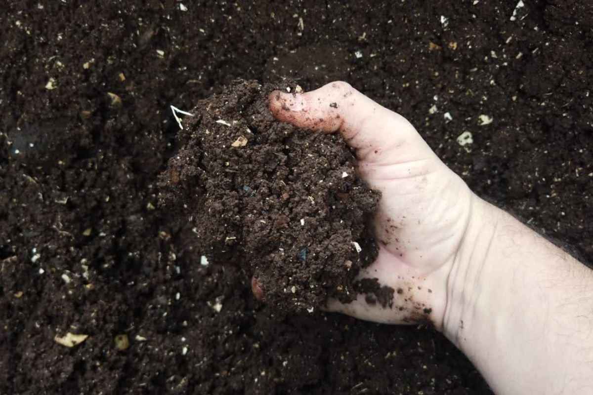 adubo / reprodução: canva.