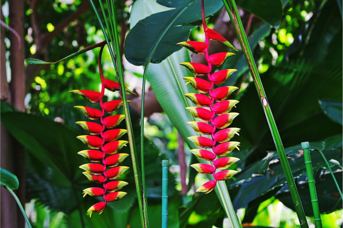 Helicônia: se surpreenda com os efeitos dessas flores no paisagismo de sua casa. Foto: Canva