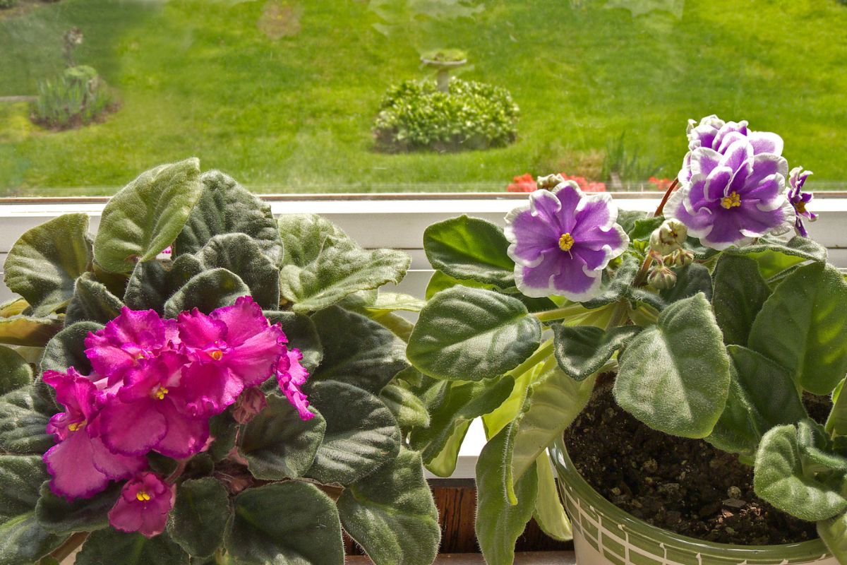Violeta pode ser peça-chave na decoração; saiba como essa flor pode ajudar no paisagismo em casa. Foto: Canva
