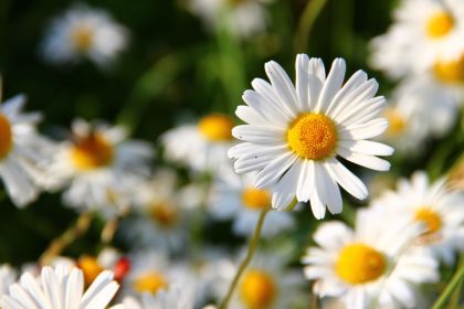 Margaridas e paisagismo: saiba como aproveitar melhor essas flores. Foto: Canva