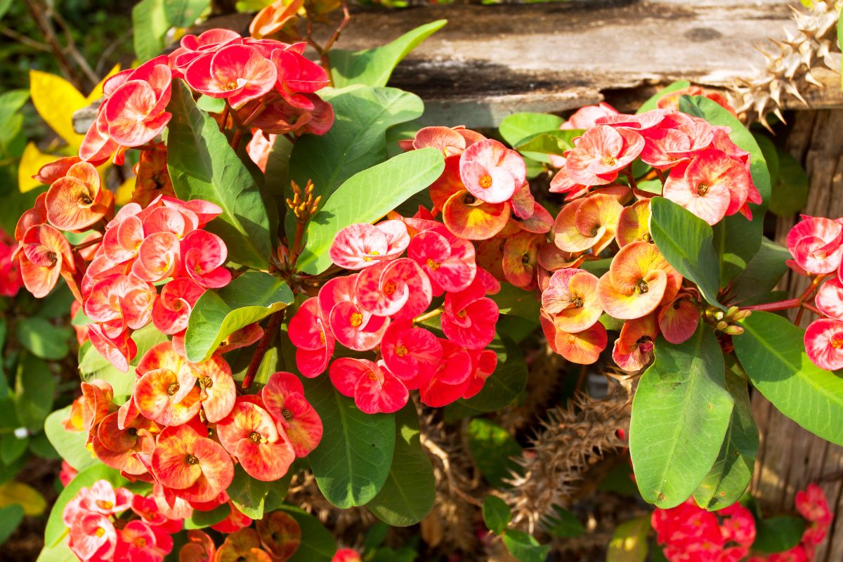 Coroa-de-cristo; saiba como as flores podem ajudar a demarcar o jardim e melhorar paisagismo. Foto: Canva