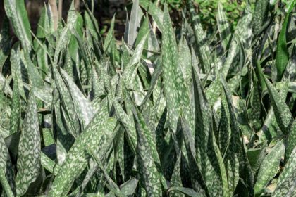 Barba-de-serpente: veja como aproveitar essa planta sem flores no paisagismo e se surpreenda. Foto: Canva