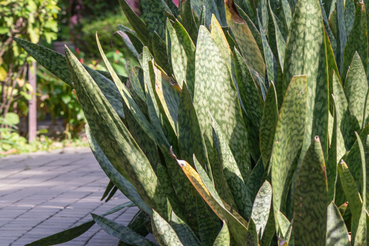 Barba-de-serpente: veja como aproveitar essa planta sem flores no paisagismo e se surpreenda. Foto: Canva