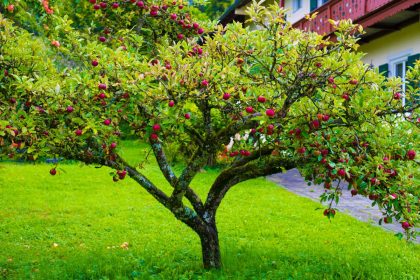 Árvore frutífera: saiba como elas podem ajudar no paisagismo tanto quanto as flores. Foto: Canva