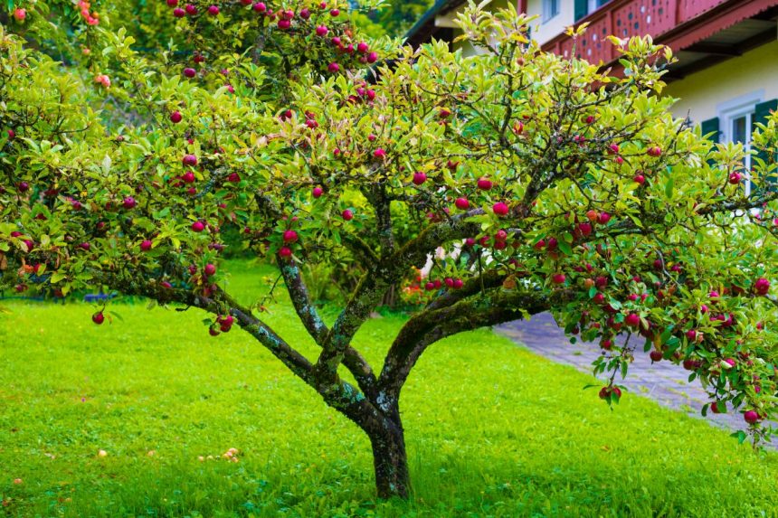 Árvore frutífera: saiba como elas podem ajudar no paisagismo tanto quanto as flores. Foto: Canva