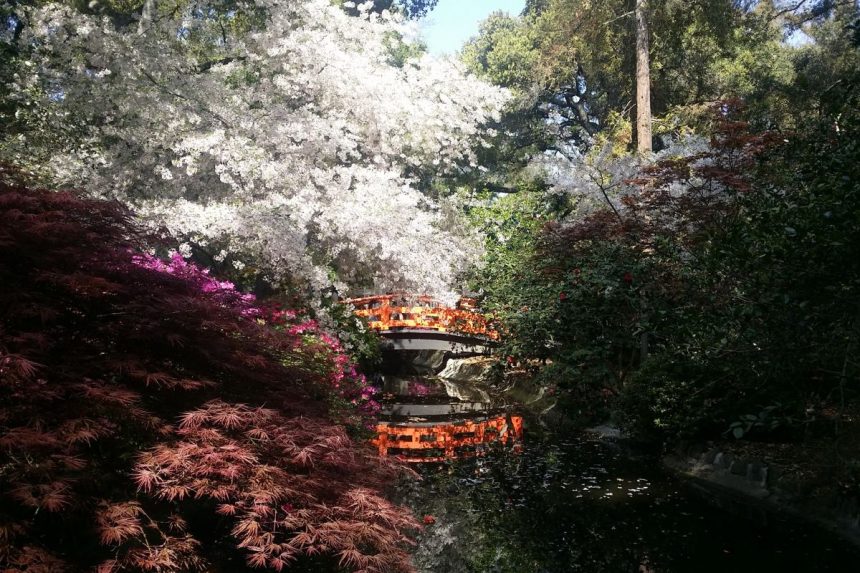 Jardim japonês: conheça as melhores flores para fazer o paisagismo em casa. Foto: Canva