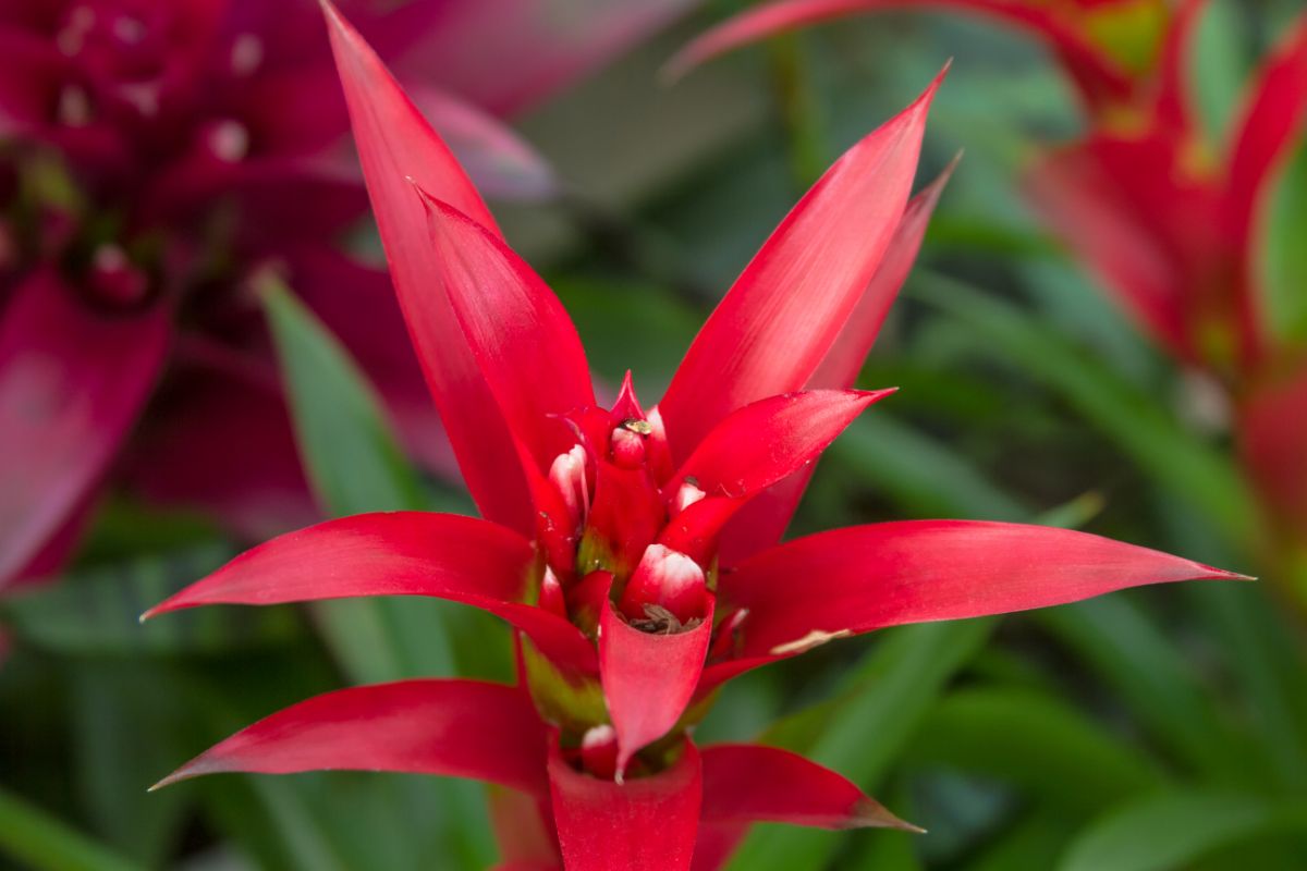 Bromélias podem ser grandes aliadas no paisagismo; saiba como usar essas flores e se surpreenda. Foto: Canva