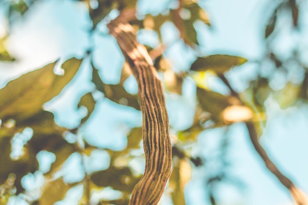 Ingá: saiba como essa planta que gera flores pode ser aliada no paisagismo; surpreendente. Foto: Canva
