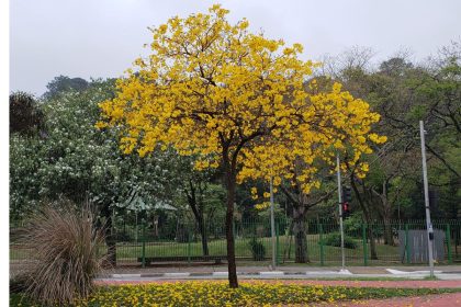 4 árvores com flores ótimas para ter um paisagismo diferenciado - Reprodução Canva