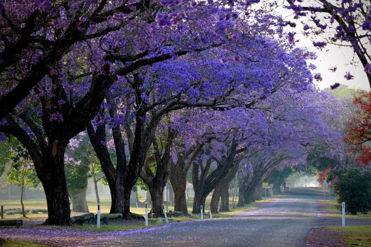4 árvores com flores ótimas para ter um paisagismo diferenciado - Reprodução Canva