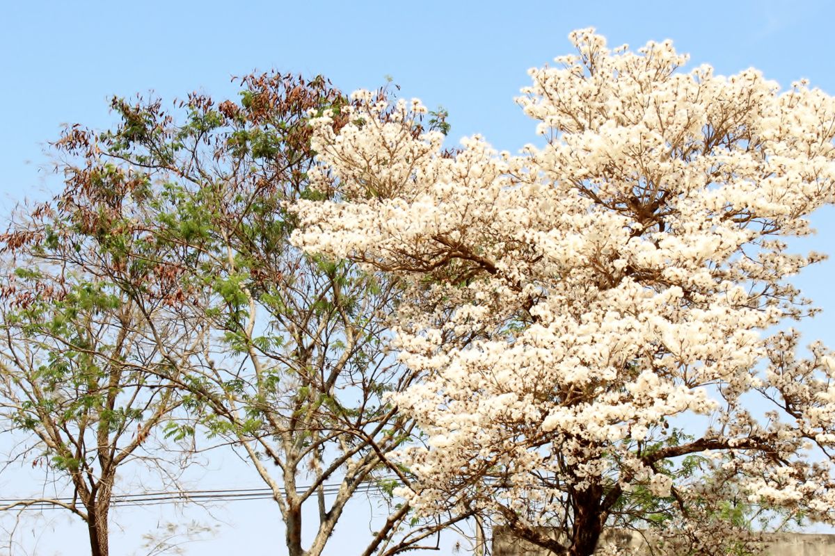 4 árvores com flores ótimas para ter um paisagismo diferenciado - Reprodução Canva