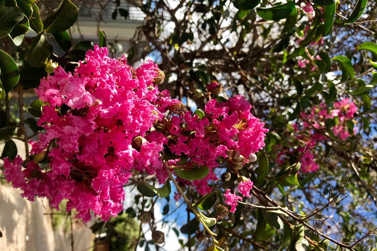 4 árvores com flores ótimas para ter um paisagismo diferenciado - Reprodução Canva